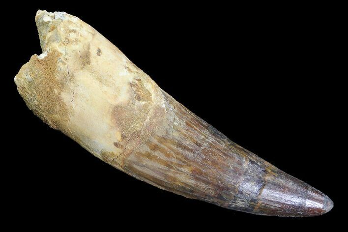 Real Spinosaurus Tooth - Composite #82978